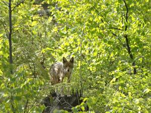 An adult coyote watching from the bush