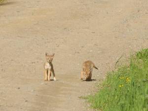 Two Coyote Pups Playing - photo taken from a distance 