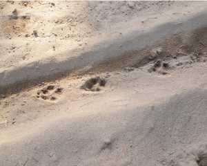 Coyote tracks in sand