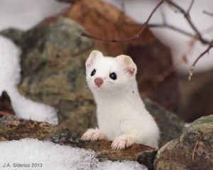 a curious ermine