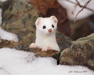 a curious ermine