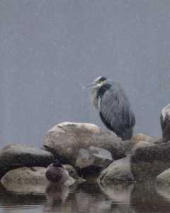 Great Blue Heron in winter