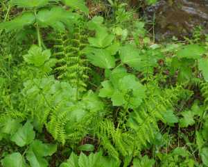 A mix of plants that make up Kootenay green early in spring.