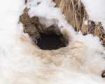 otter den