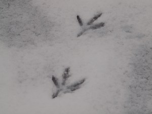 Great Blue Heron tracks in the snow