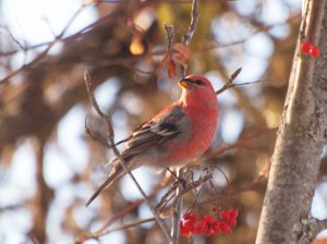 A Male Pine Grosbeak