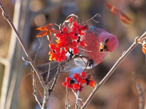 A Male Pine Grosbeak feeding on Mountain Ash berries.