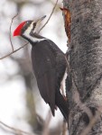 A Female Pileated&nbsp;Woodpecker