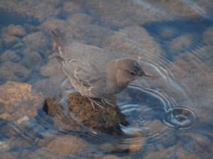 Dippers dive, swim and walk under water!