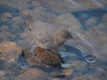 American Dipper