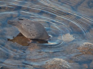 Looking under water for minnows and insects