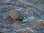 American Dipper