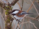 Chestnut-backed Chickadee