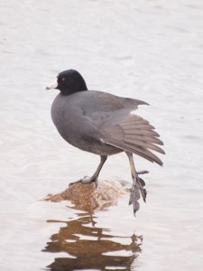 An adult American Coot drying off