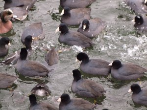 A raft of Coots