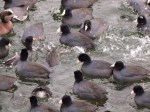 A Raft of&nbsp;Coots