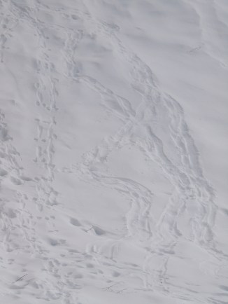 Tracks on a hill where Otters have been sliding
