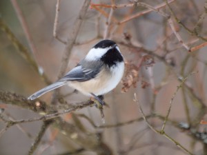 A reliable visitor to the feeder.