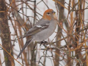 A Female Pine Grosbeak 