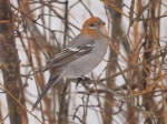 A Female Pine&nbsp;Grosbeak