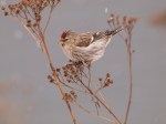 Common Redpoll