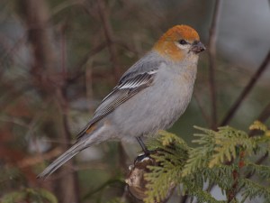 Photo taken in winter of 2011 near Nelson