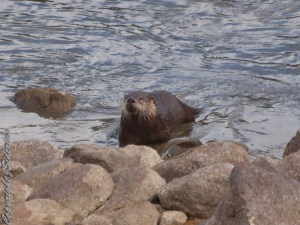 Otter