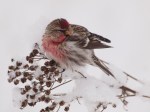 Common Redpoll
