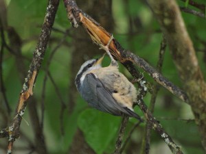 Red-breasted Nuthatch