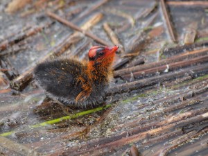 Young American Coot