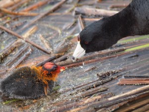 Parent feeding young coot.