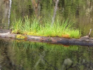 Green spring plants emerging  in a mountain lake