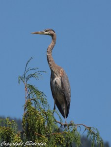 at home in the trees