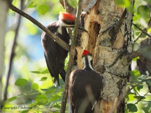 A Fledgling Pileated Woodpecker searching for insects in his father's excavation. He is using his long barbed tongue to find food.