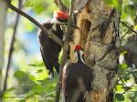 Pileated Woodpecker