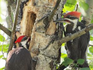 getting feeding tips from his father