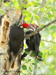 Pileated Woodpecker Male feeding a fledgling male, probably his son.