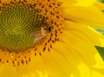 A Honey Bee and a&nbsp;Sunflower