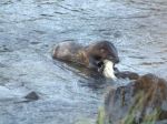 Young Northern River Otter feeding on&nbsp;fish