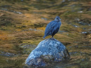 Dippers are so at home in the rushing waters of mountain streams