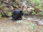Black Bear Fishing