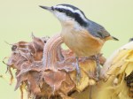 Red-breasted Nuthatch