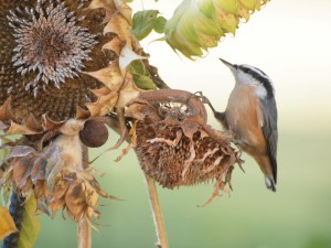 The sunflowers are a favourite food item.