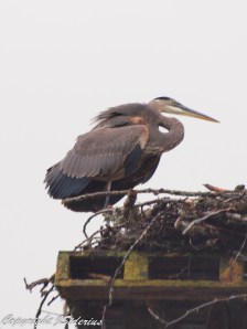 while the Ospreys are gone...