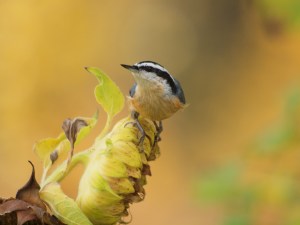 Red-breasted Nuthatch taking advantage of sunflower seeds.