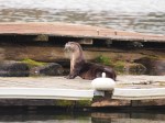 Northern River Otter&nbsp;female