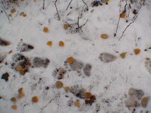 The tracks of a black bear sow and cub in late November of 2011.