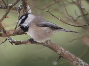 I have had Mountain Chickadees at the feeder for the first time in three years.