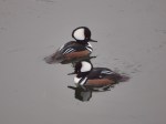 Two Hooded Merganser&nbsp;males