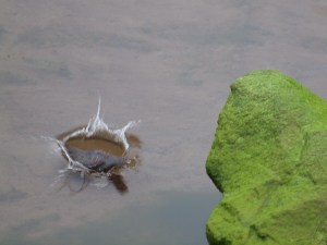 Kaplunk!  Diving into freezing water.   